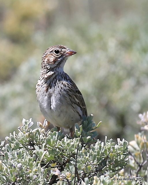 Vesper Sparrow, Grandby Lake, CO, 6_17_16_Jpa_20515.jpg