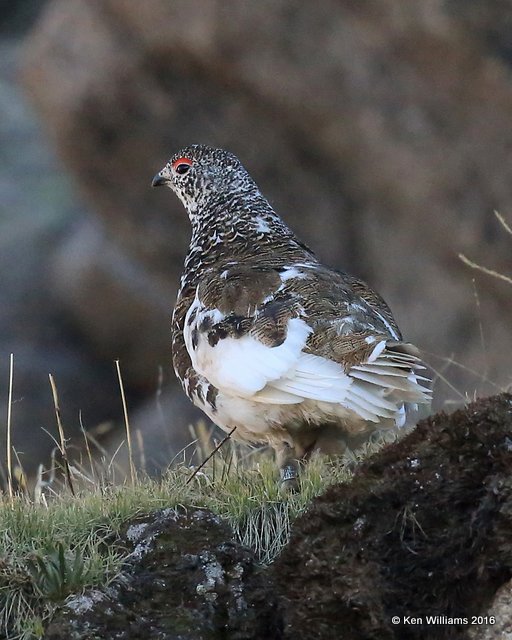 White-tailed Ptarmigan male, Rocky Mt. NP, CO, 6_14_2016_Jpa_18640.jpg