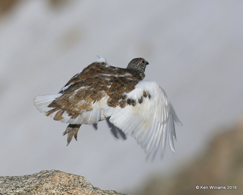 White-tailed Ptarmigan male, Rocky Mt. NP, CO, 6_14_2016_Jpa_18718.jpg