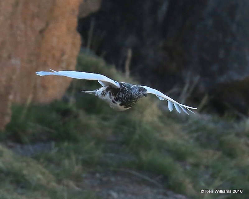 White-tailed Ptarmigan male, Rocky Mt. NP, CO, 6_14_2016_Jpa_18722.jpg