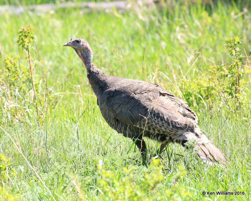Wild Turkey, Merriams female, Rocky Mt NP, CO, 6_15_16_Jpa_19596.jpg