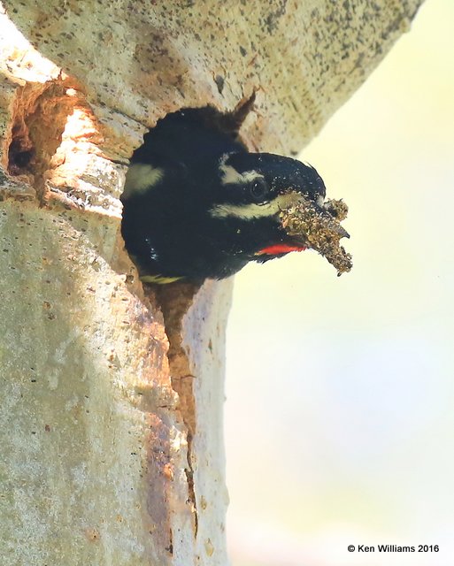 Williamson's Sapsucker male, Rocky Mt NP, CO, 6_15_16_Jpa_19670.jpg