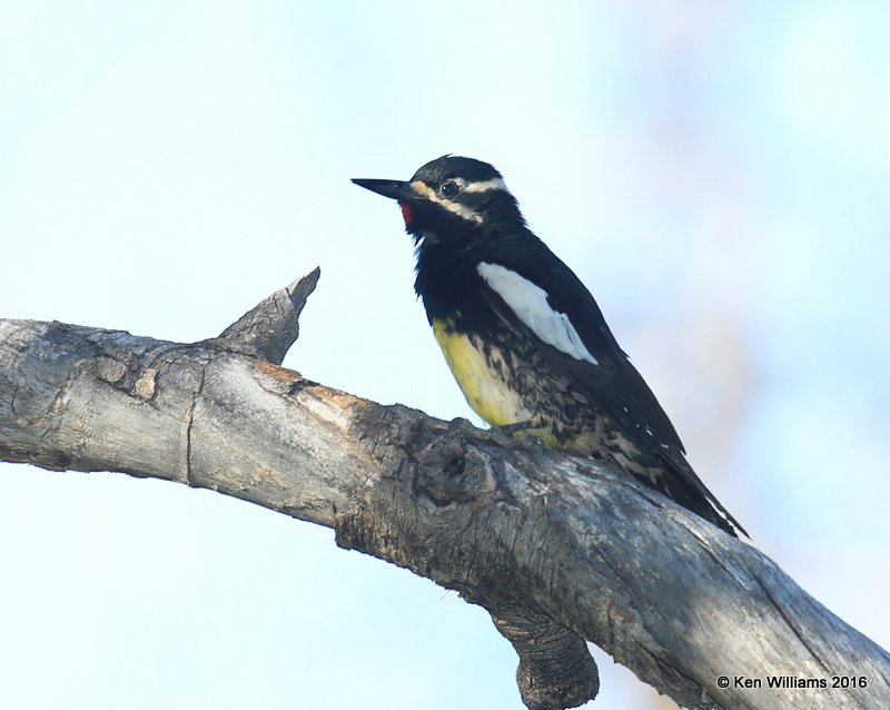 Williamsons Sapsucker male, Rocky Mt NP, CO, 6_16_16_Jpa_20304.jpg