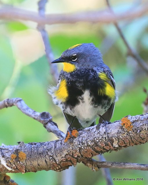 Yellow-rumped Warbler - Audubons male, N. Delores CO, 6_20_2016_Jpa_21219.jpg