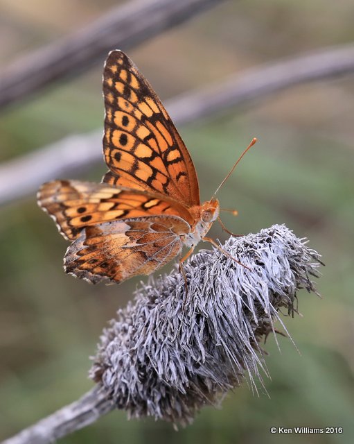 Variegated Fritillary, Euptoieta claudia, Raton, NM, 6-21-16, Jpa_21382.jpg