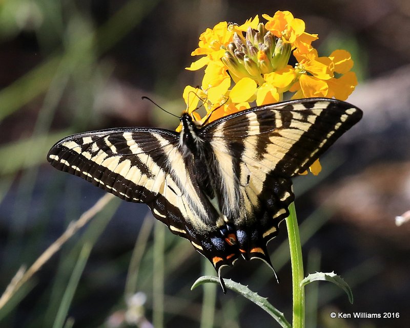 Western Tiger Swallowtail, Papilio rutulus, Rocky Mt. NP, CO, 6_15_2016_Jpa_19692.jpg