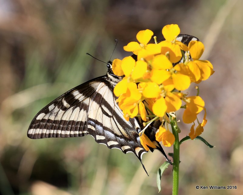 Western Tiger Swallowtail, Papilio rutulus, Rocky Mt. NP, CO, 6_15_2016_Jpa_19697.jpg