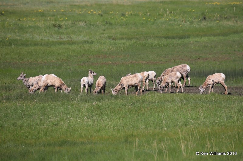 Rocky Mountain Big Horn Sheep ewes & yearlings, Rocky Mt NP, CO, 6_17_16_Jpa_20472.jpg
