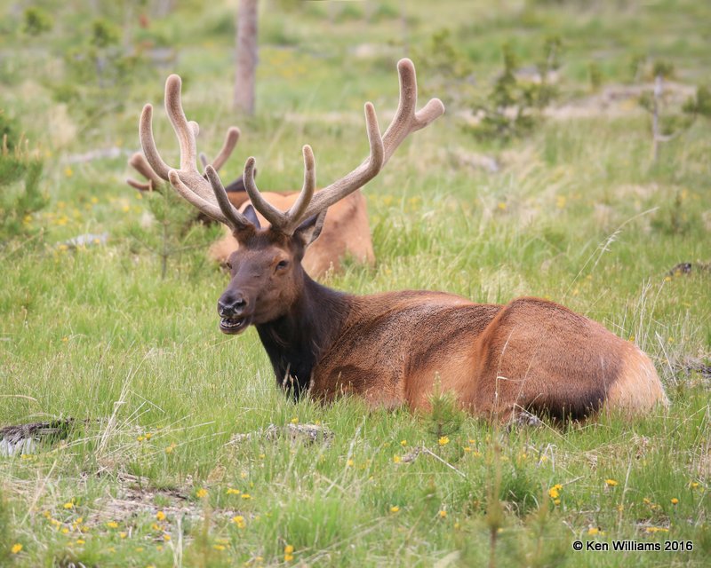 Elk bull, Rocky Mt NP, CO, 6_14_2016_Jpa_18886.jpg
