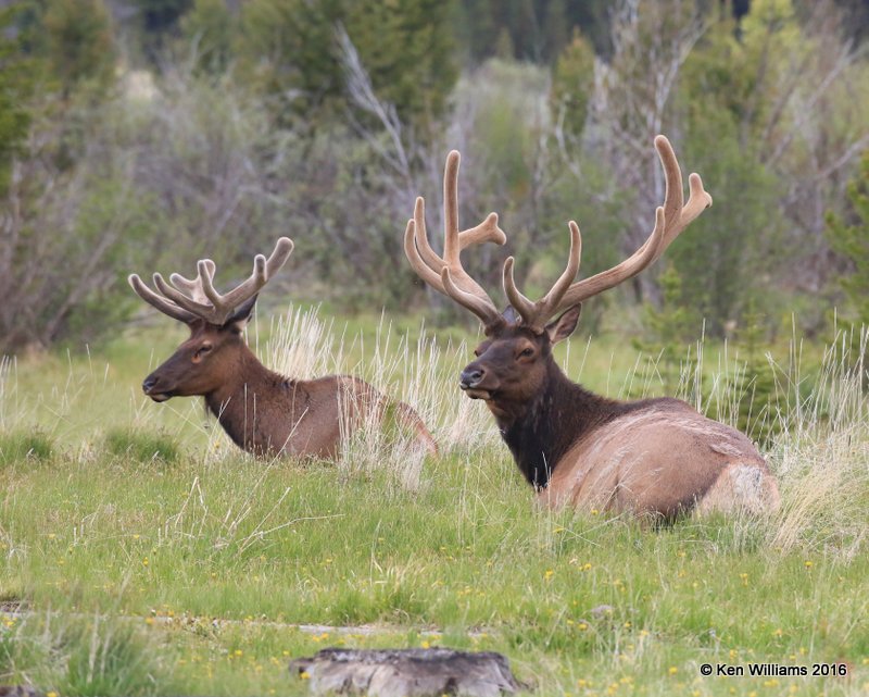Elk bulls, Rocky Mt NP, CO, 6_14_2016_Jpa_18857.jpg