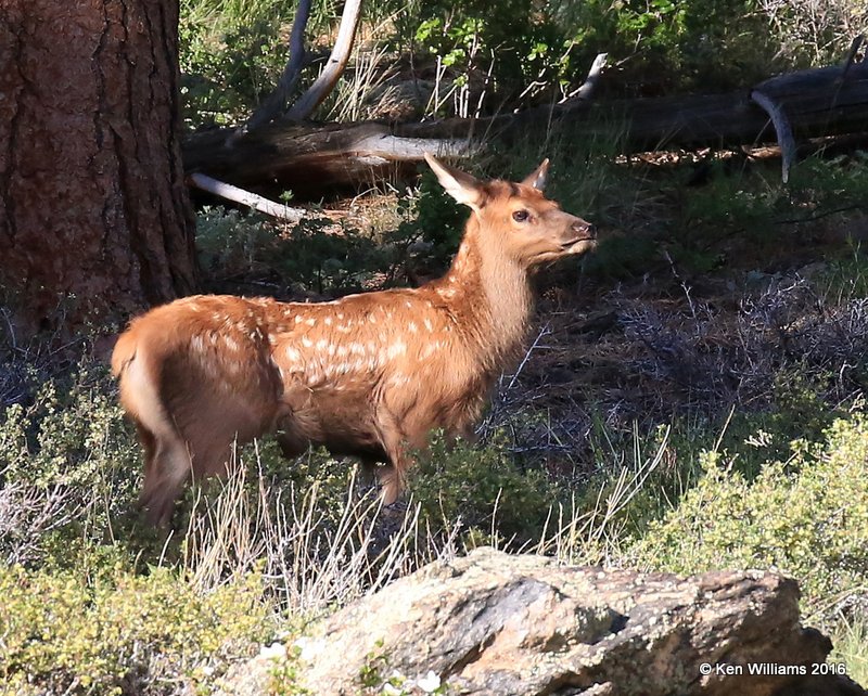 Elk calf, Rocky Mt. NP, CO, 6_15_2016_Jpa_19775.jpg