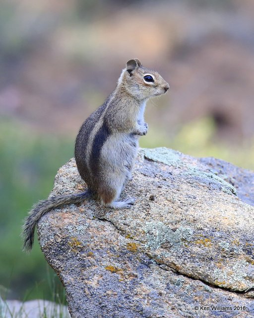 Golden-mantled Ground Squirrel, Rocky Mt NP, CO, 6_15_16_Jpa_19709.jpg