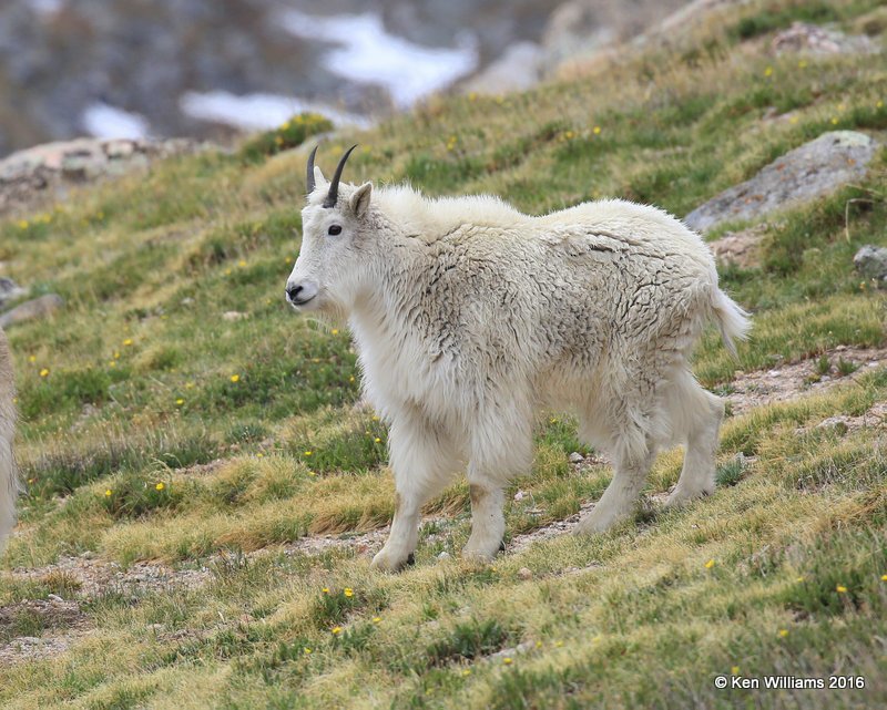 Mountain Goat,  Mt Evans, CO, 06_12_2016_Jpa_18035.jpg