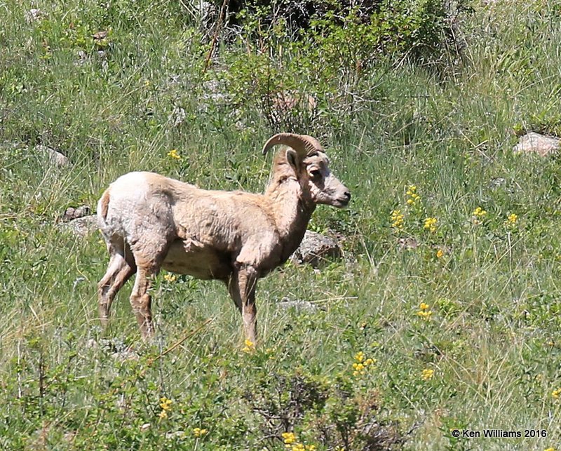 Rocky Mountain Big Horn Sheep, Rocky Mt NP, CO, 6_15_16_Jpa_19571.jpg