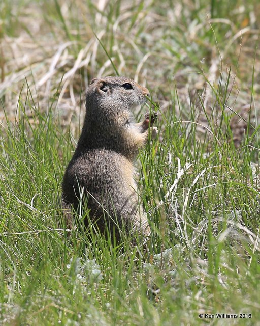 Richardson's Ground Squirrel, Florissant Fossil Beds, CO, 06_11_2016_Jpa_17958.jpg