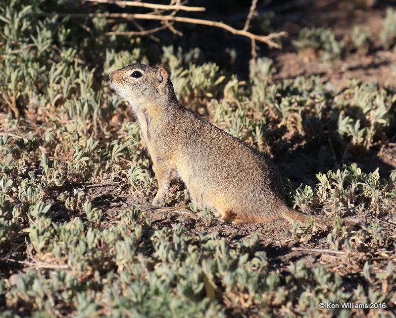 Richardson's Ground Squirrel, W. of Gunnison, CO, 6_18_2016_Jpa_20927.jpg