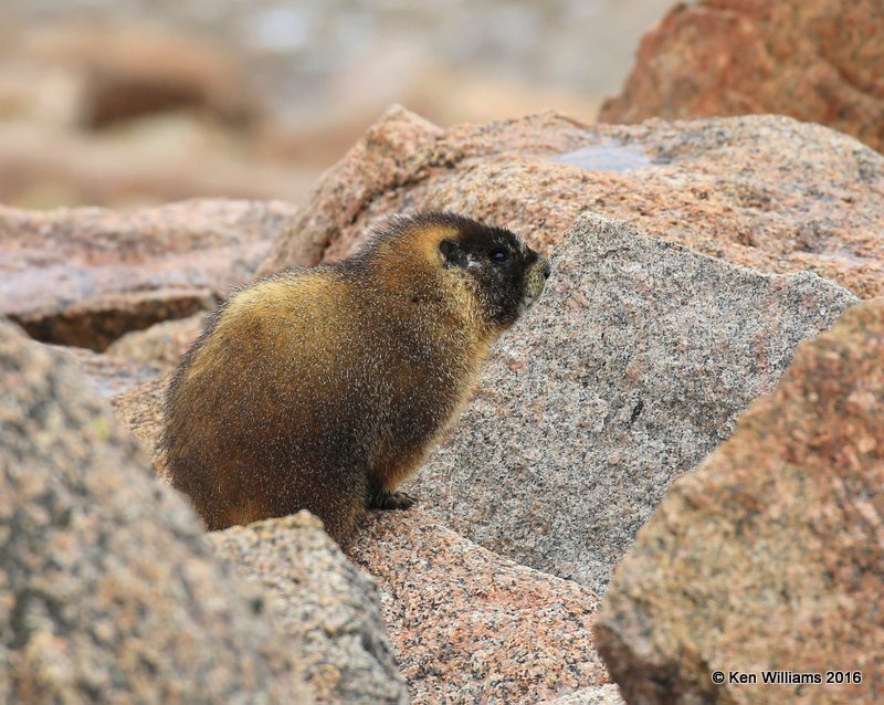 Yellow-bellied marmot Mt Evans, CO, 06_12_2016_Jpa_18005.jpg