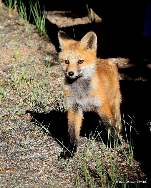 Red Fox cub, Mt Evans, CO, 6_14_2016_Jp3aa_18775.jpg