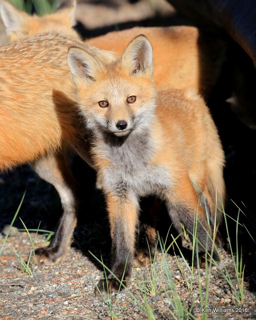 Red Fox cub, Mt Evans, CO, 6_14_2016_Jpa_18767.jpg