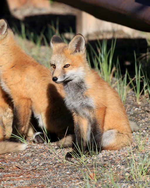 Red Fox cub, Mt Evans, CO, 6_14_2016_Jpaa_18806.jpg