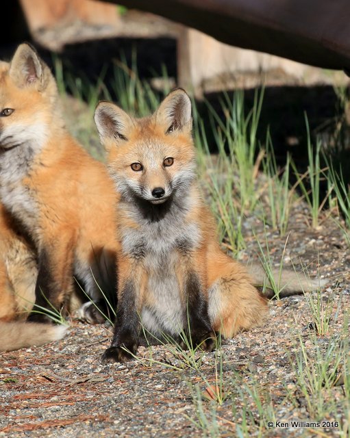 Red Fox cub, Mt Evans, CO, 6_14_2016_Jpaa_18810.jpg
