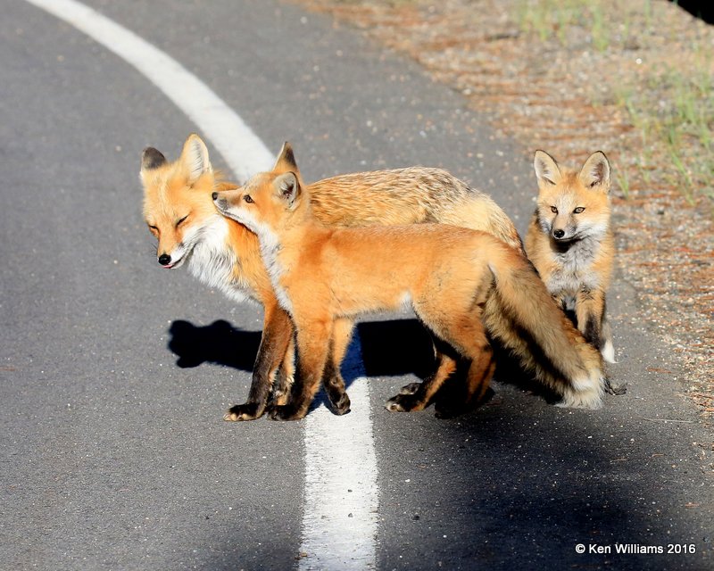 Red Fox family, Mt Evans, CO, 6_14_2016_Jp2aa_18775.jpg