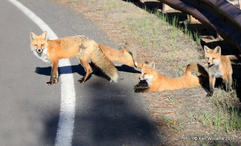 Red Fox family, Mt Evans, CO, 6_14_2016_Jpaa_18771.jpg