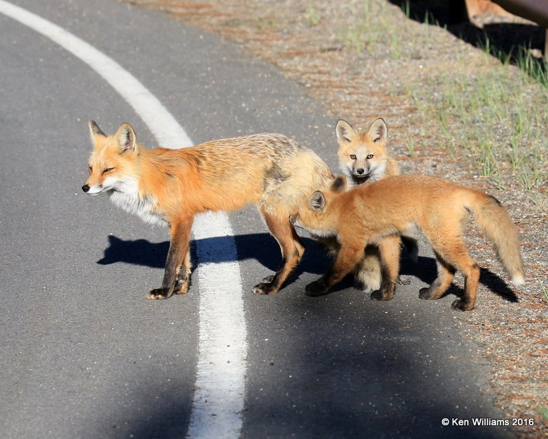 Red Fox family, Mt Evans, CO, 6_14_2016_Jpaa_18774.jpg