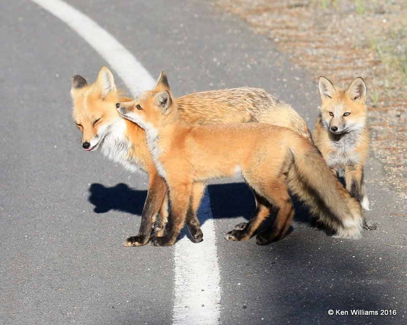Red Fox family, Mt Evans, CO, 6_14_2016_Jpaa_18775.jpg