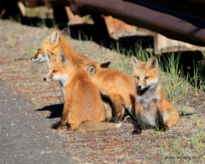 Red Fox family, Mt Evans, CO, 6_14_2016_Jpaa_18808.jpg