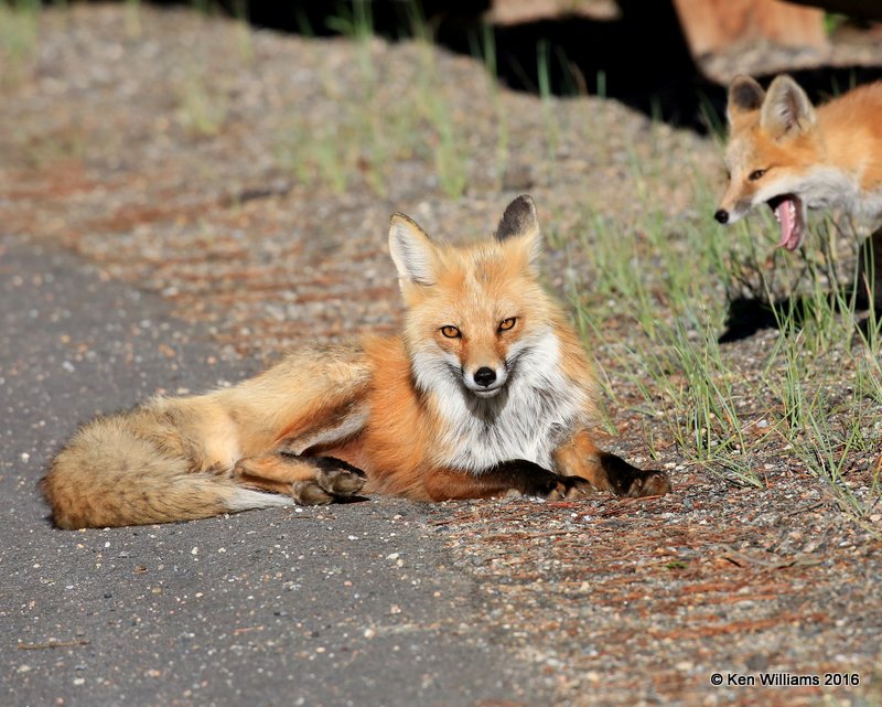 Red Fox family, Mt Evans, CO, 6_14_2016_Jpaa_18825.jpg