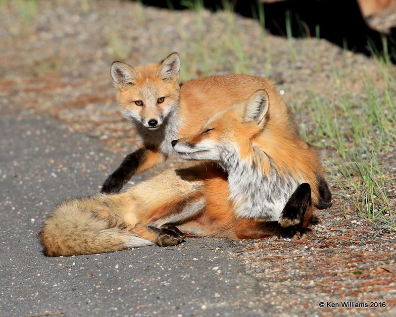 Red Fox family, Mt Evans, CO, 6_14_2016_Jpaa_18826.jpg