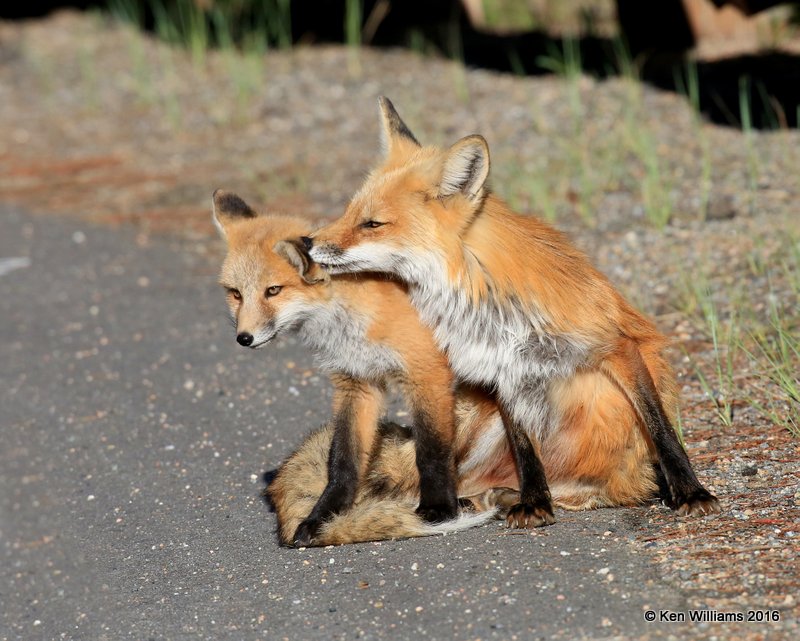 Red Fox family, Mt Evans, CO, 6_14_2016_Jpaa_18828.jpg