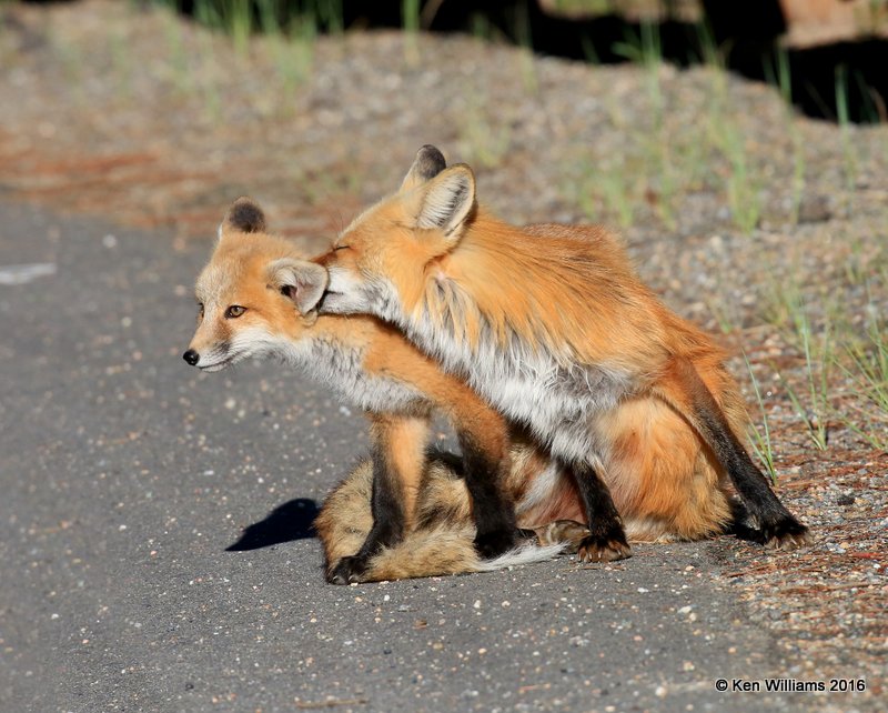 Red Fox family, Mt Evans, CO, 6_14_2016_Jpaa_18829.jpg