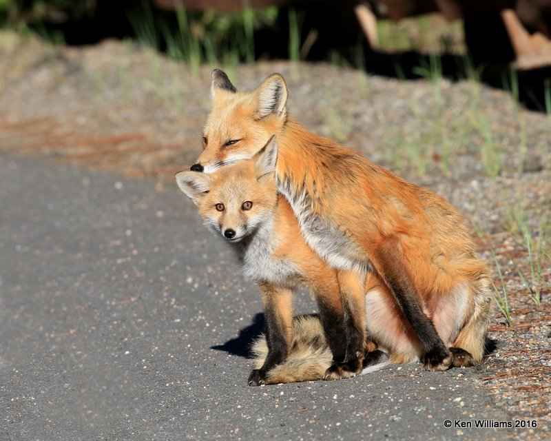 Red Fox family, Mt Evans, CO, 6_14_2016_Jpaa_18834.jpg
