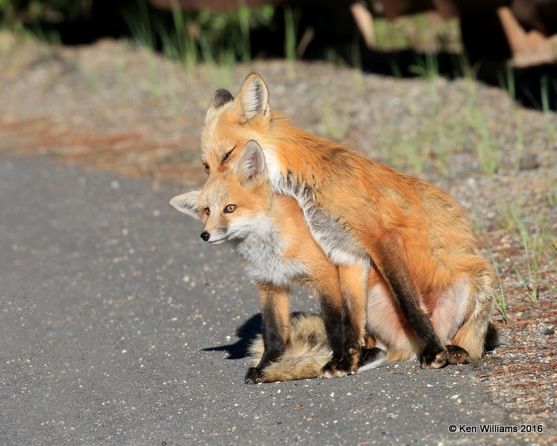 Red Fox family, Mt Evans, CO, 6_14_2016_Jpaa_18835.jpg