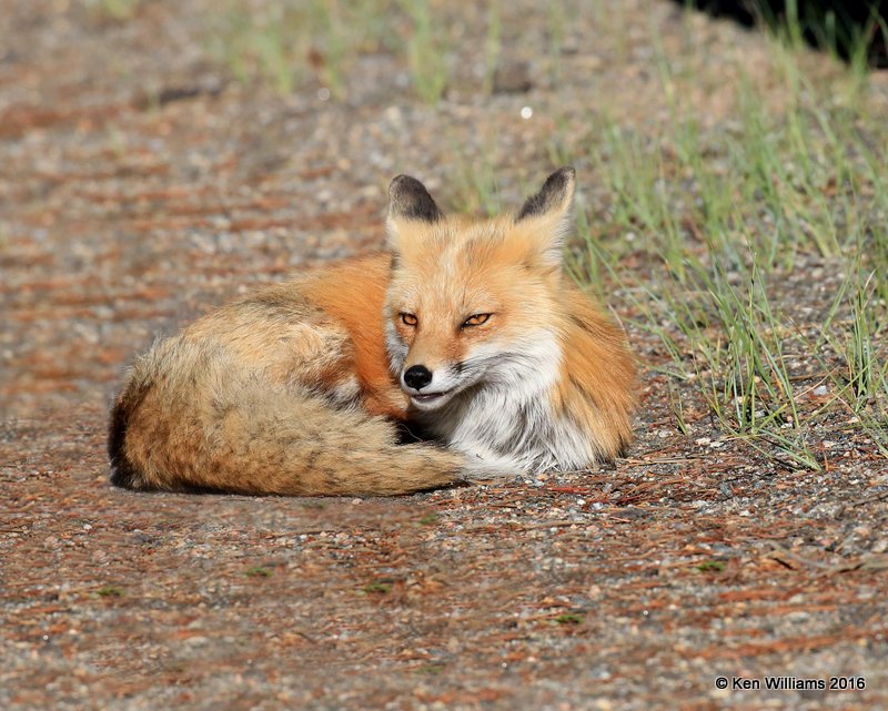Red Fox, Mt Evans, CO, 6_14_2016_Jpa_18822.jpg