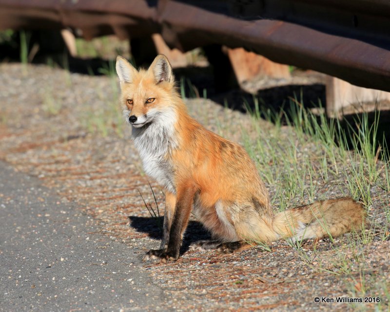 Red Fox, Mt Evans, CO, 6_14_2016_Jpaa_18815.jpg