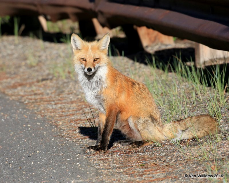 Red Fox, Mt Evans, CO, 6_14_2016_Jpaa_18818.jpg