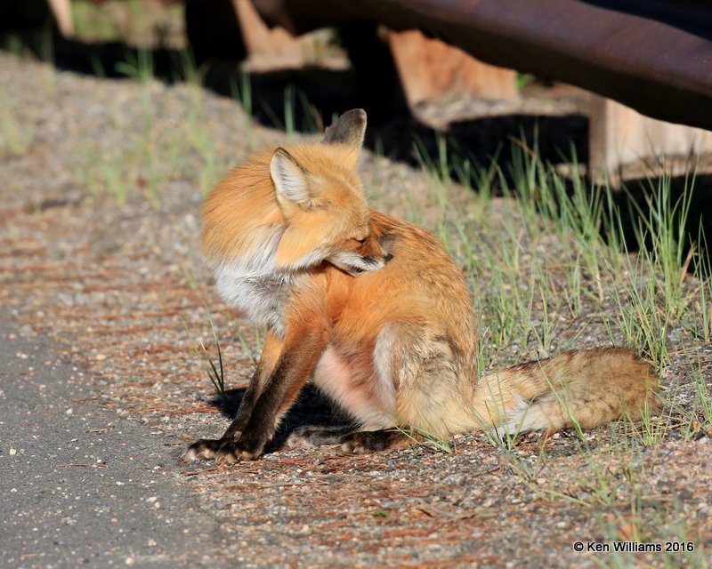Red Fox, Mt Evans, CO, 6_14_2016_Jpaa_18819.jpg
