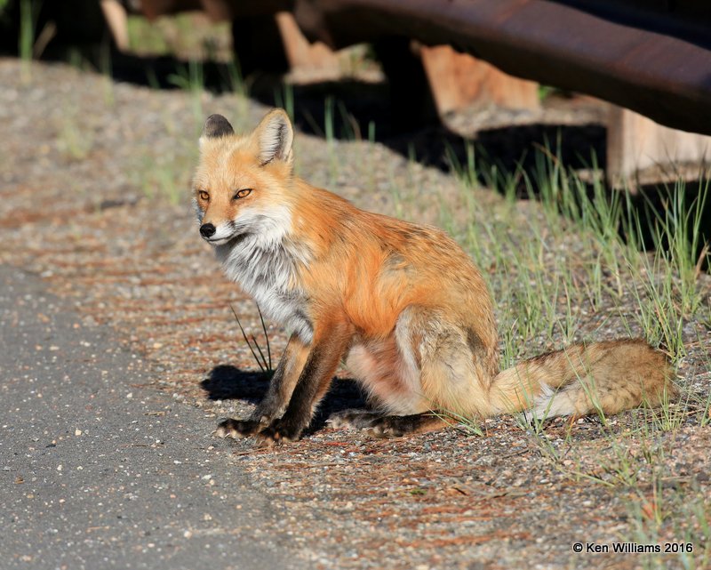 Red Fox, Mt Evans, CO, 6_14_2016_Jpaa_18820.jpg