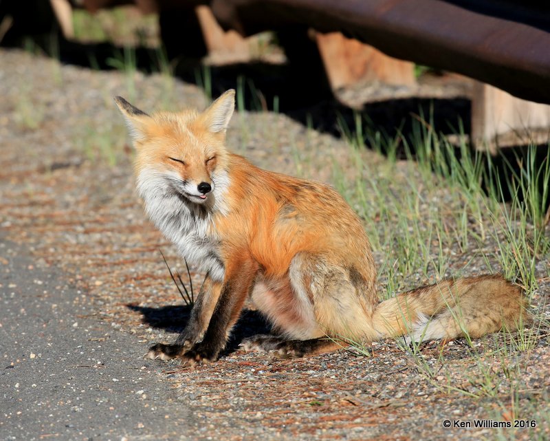 Red Fox, Mt Evans, CO, 6_14_2016_Jpaa_18821.jpg