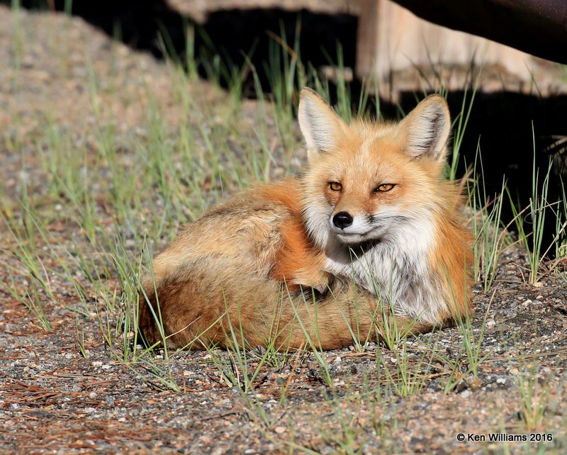 Red Fox, Mt Evans, CO, 6_14_2016_Jpaa_18840.jpg