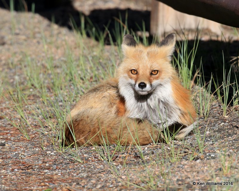 Red Fox, Mt Evans, CO, 6_14_2016_Jpaa_18845.jpg