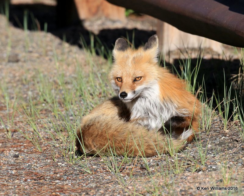 Red Fox, Mt Evans, CO, 6_14_2016_Jpaa_18846.jpg