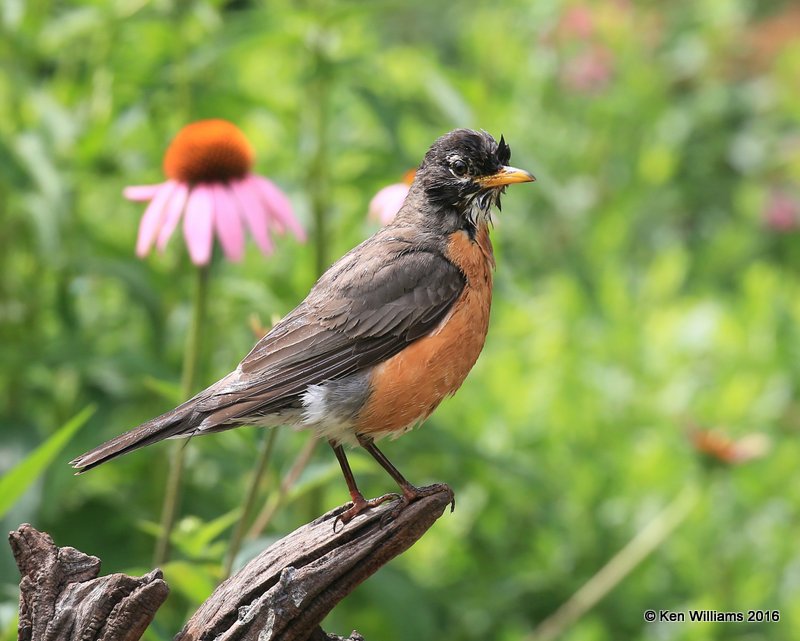 American Robin, Rogers Co yard, OK, 6-1-16, Jpa_56428.jpg