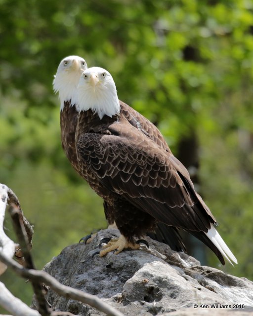 Bald Eagle, Tulsa Co, OK, 4-15-16, Jpa_49753.jpg