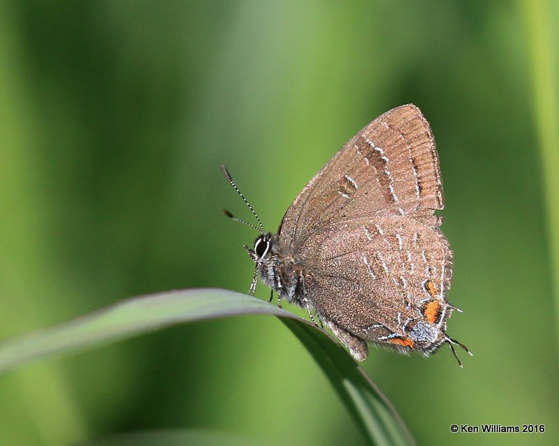 Banded Hairstreak, Osage Co, OK, 6-5-16, Jpa_56489.jpg