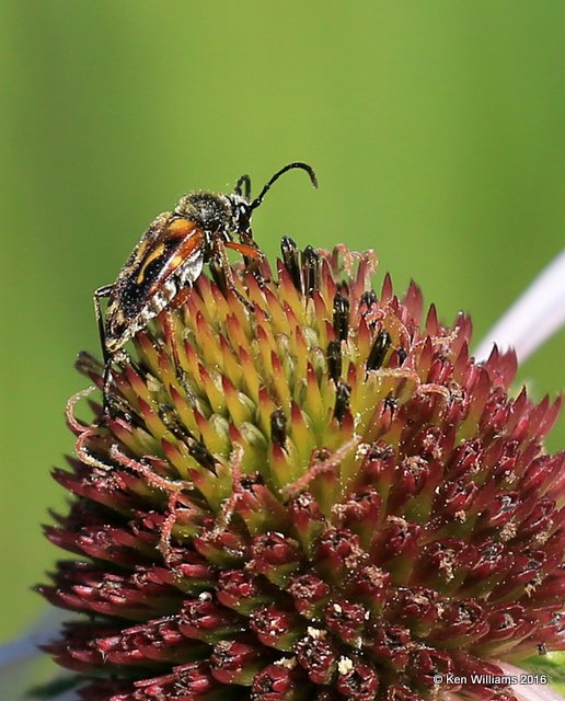 Banded Longhorn Beetle - Typocerus velutinus, Osage Co, OK, 6-5-16, Jpa_56521.jpg