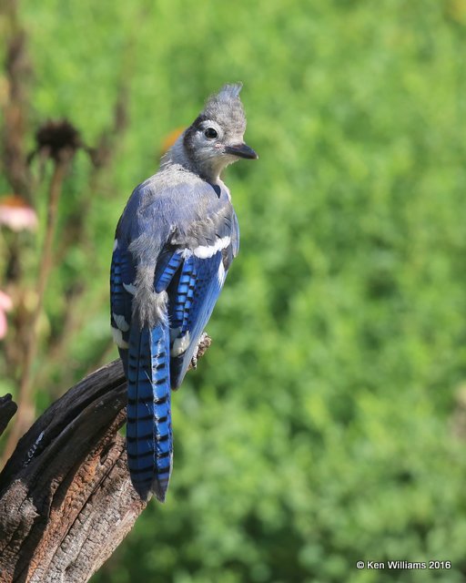 Blue Jay juvenile, Rogers Co yard, OK, 7-9-2016_Jpa_56870.jpg